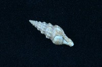 藏品(捲管螺)的圖片